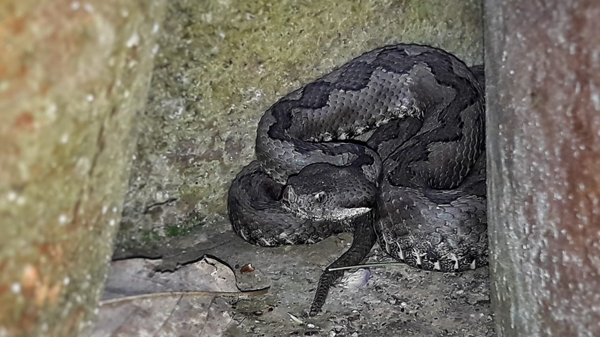Víbora hocicuda / Foto: Agentes Medioambientales de Castilla-La Mancha