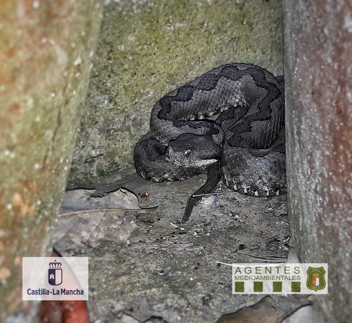 Víbora hocicuda / Foto: Agentes Medioambientales de Castilla-La Mancha