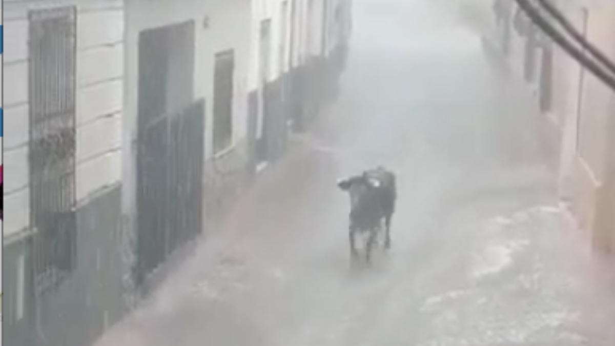 Vaquilla por las calles de Socovos