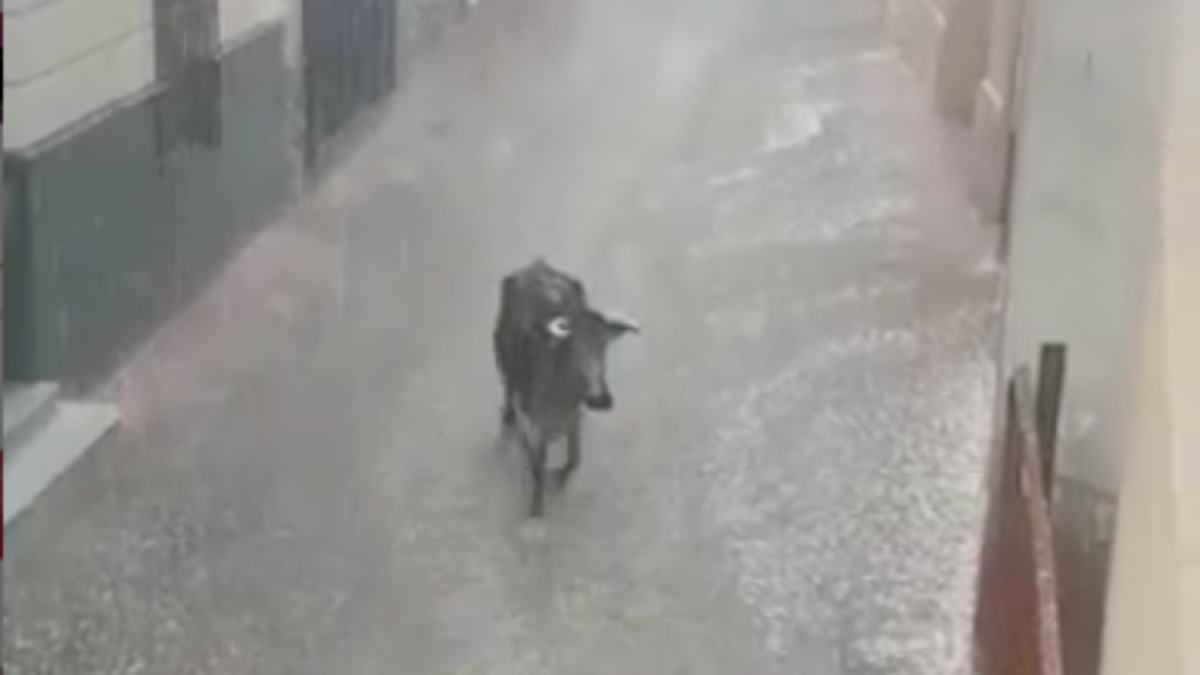 Vaquilla por las calles de Socovos