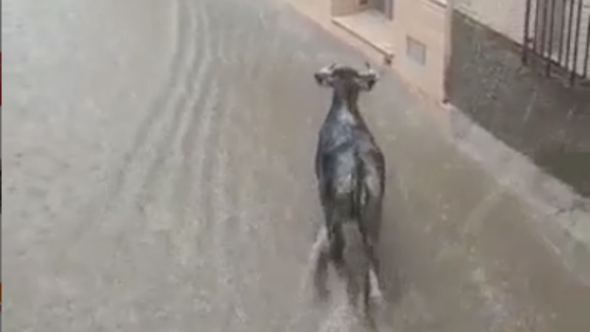 Vaquilla por las calles de Socovos