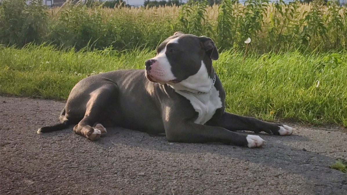 American Bully