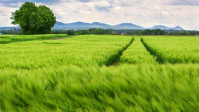 El Gobierno de Castilla-La Mancha organiza más de 60 actividades esta primavera dentro del programa de educación ambiental en espacios naturales ‘Vive tu Espacio’