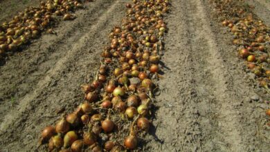 Cebollas en una plantación de Albacete