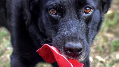 Un perro cualquiera en Albacete
