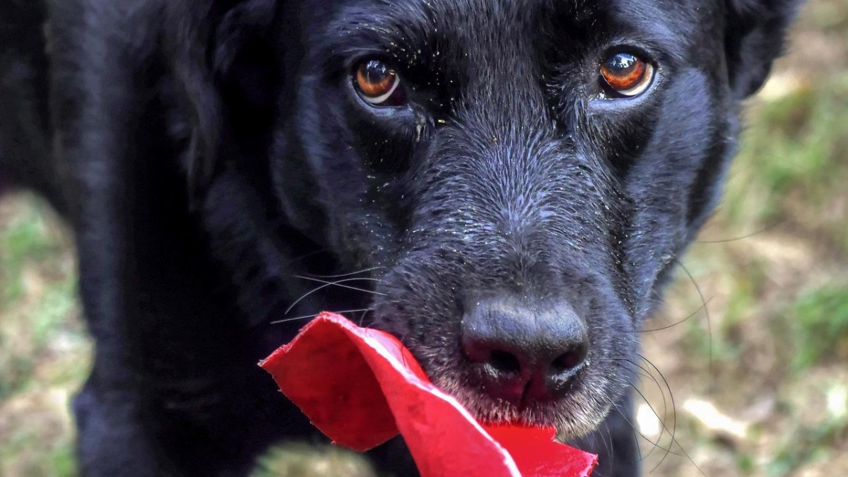 Un perro cualquiera en Albacete