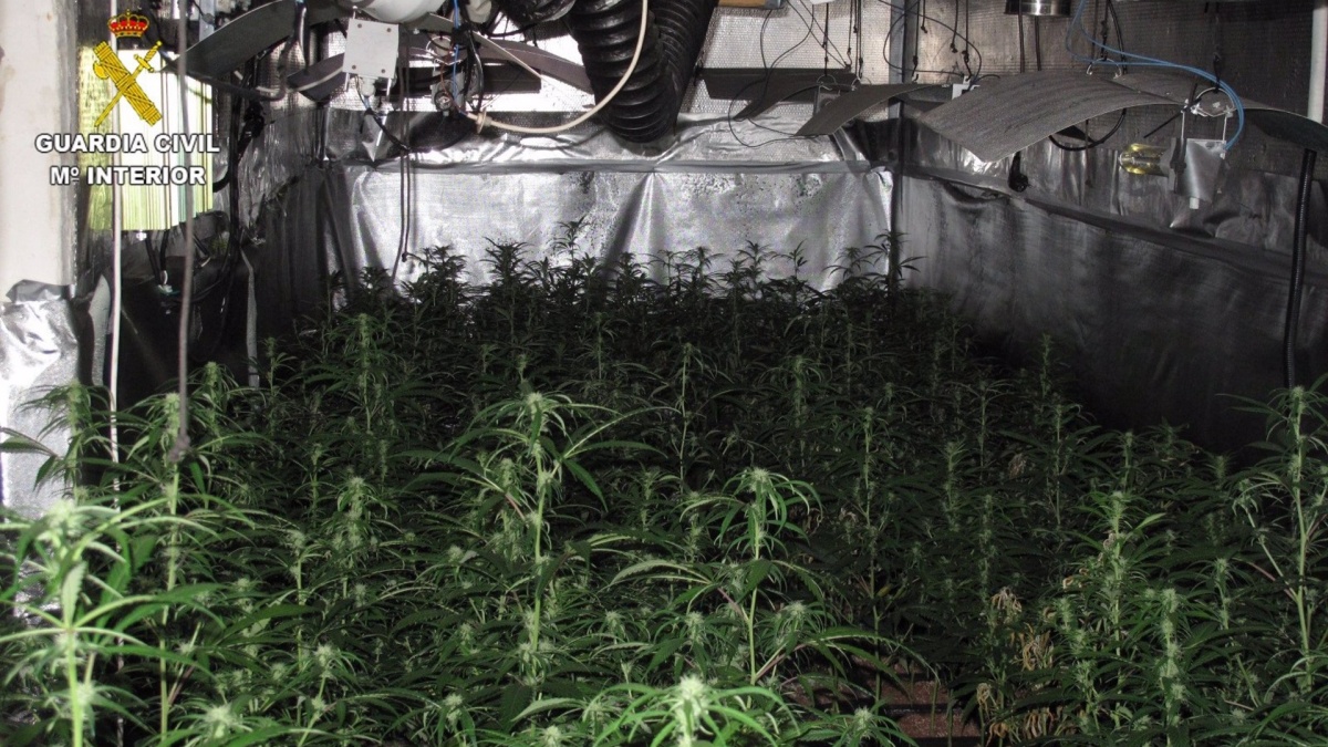 Marihuana incautada por la Guardia Civil / Imagen Guardia Civil