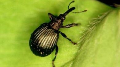 Gorgojo / Imagen: Ayto Albacete