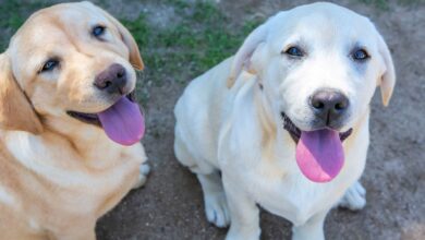 Perros especializados en la detección de venenos