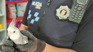 Ninfa rescatada en Albacete