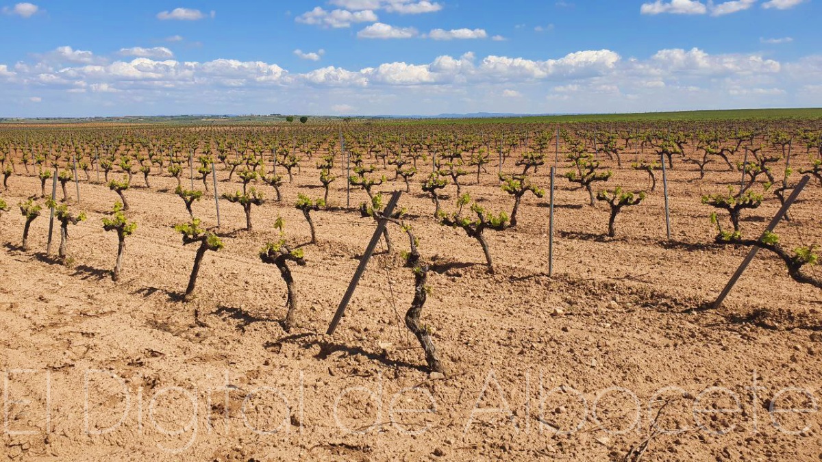 Un viñedo en la provincia de Albacete