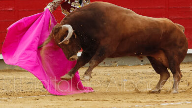 Foto de archivo de un toro cualquiera