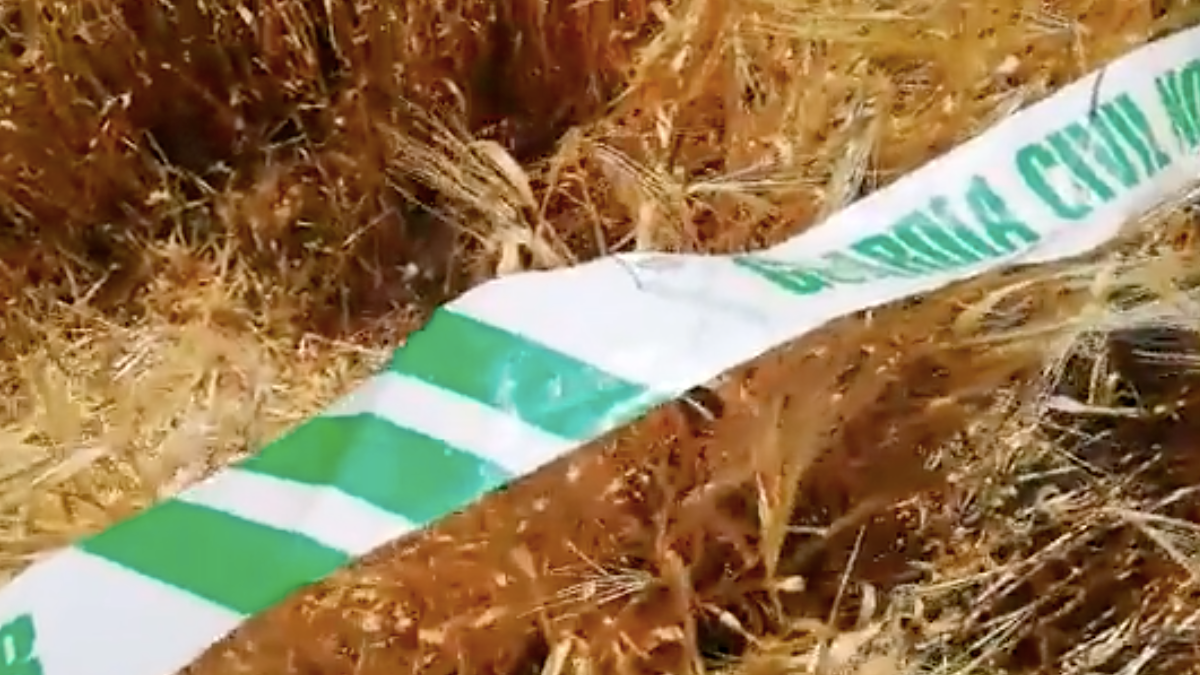 Nido de aguilucho cenizo en la provincia de Albacete / Guardia Civil