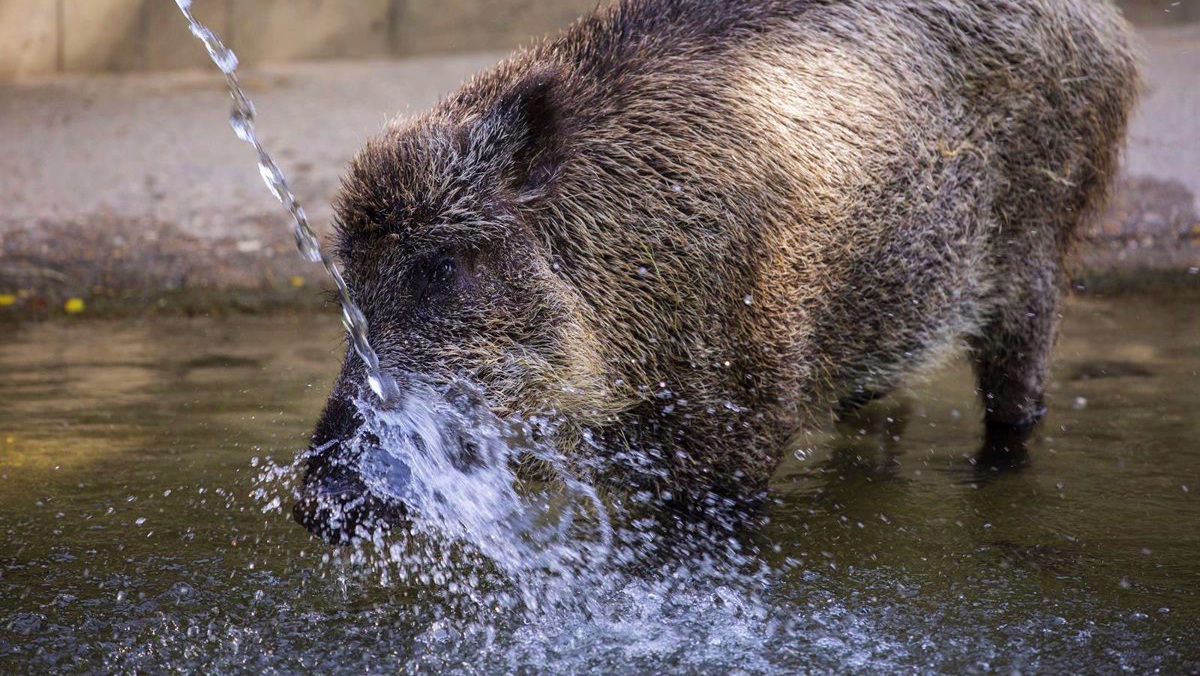 Herida por un jabalí una vecina de Castilla-La Mancha