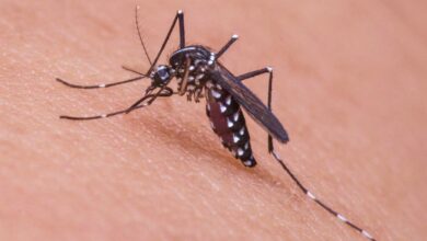 Grave problema en Albacete con los mosquitos