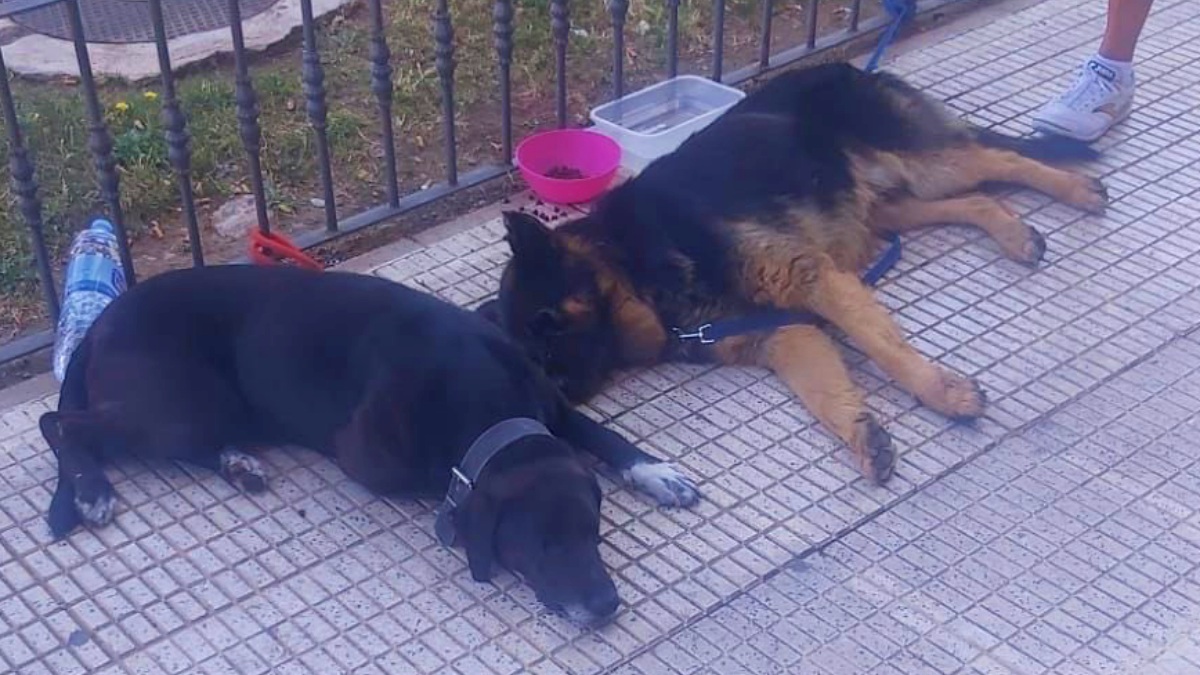 Perros rescatados en Albacete