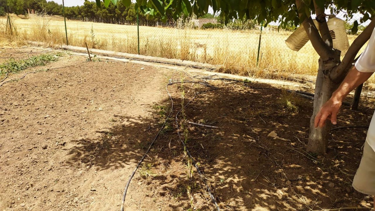 El lugar en el que encontraron los restos de estos animales muertos en Albacete