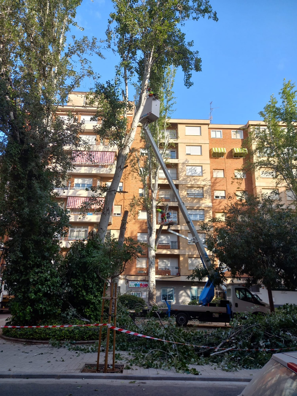 Árboles en la plaza Jesús de Medinaceli en Albacete
