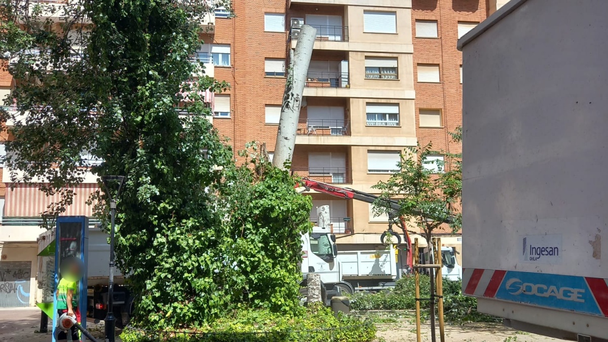 Árboles en la plaza Jesús de Medinaceli en Albacete