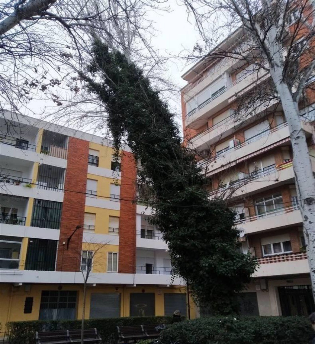 Árboles en la plaza Jesús de Medinaceli en Albacete / Ayto. de Albacete