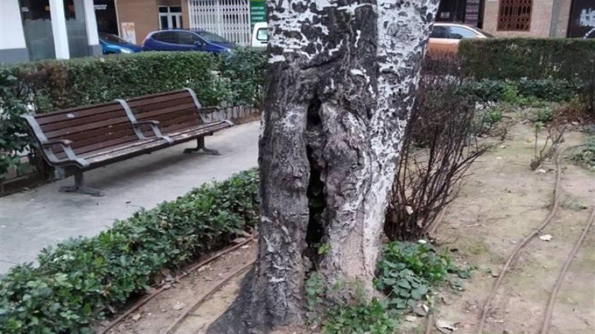 Árboles en la plaza Jesús de Medinaceli en Albacete / Ayto. de Albacete