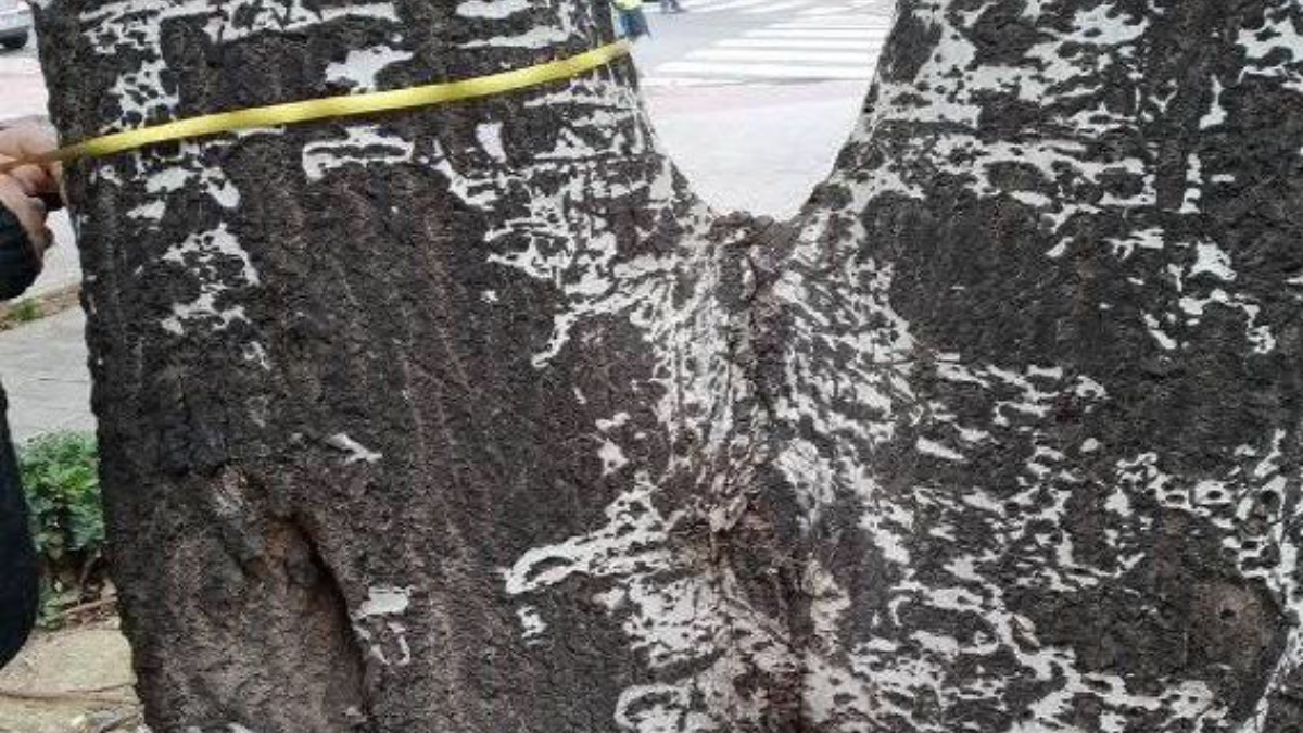 Árboles en la plaza Jesús de Medinaceli en Albacete / Ayto. de Albacete