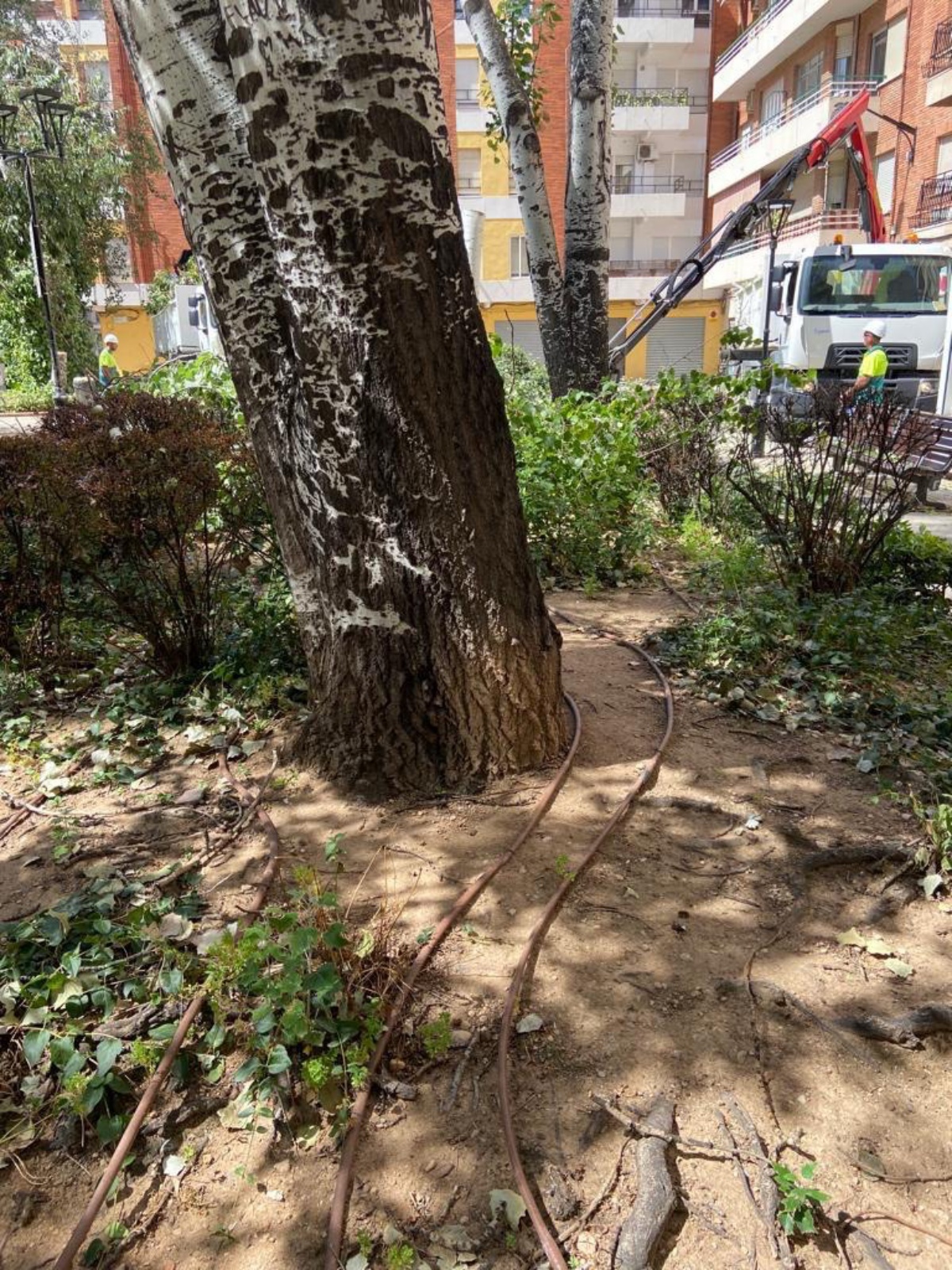 Árboles en la plaza Jesús de Medinaceli en Albacete / Ayto. de Albacete