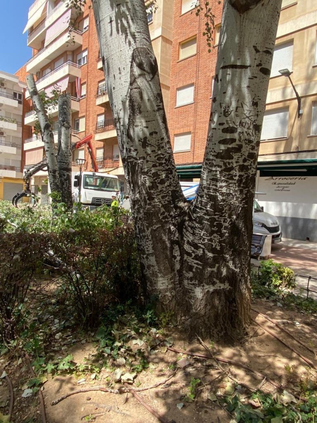 Árboles en la plaza Jesús de Medinaceli en Albacete / Ayto. de Albacete