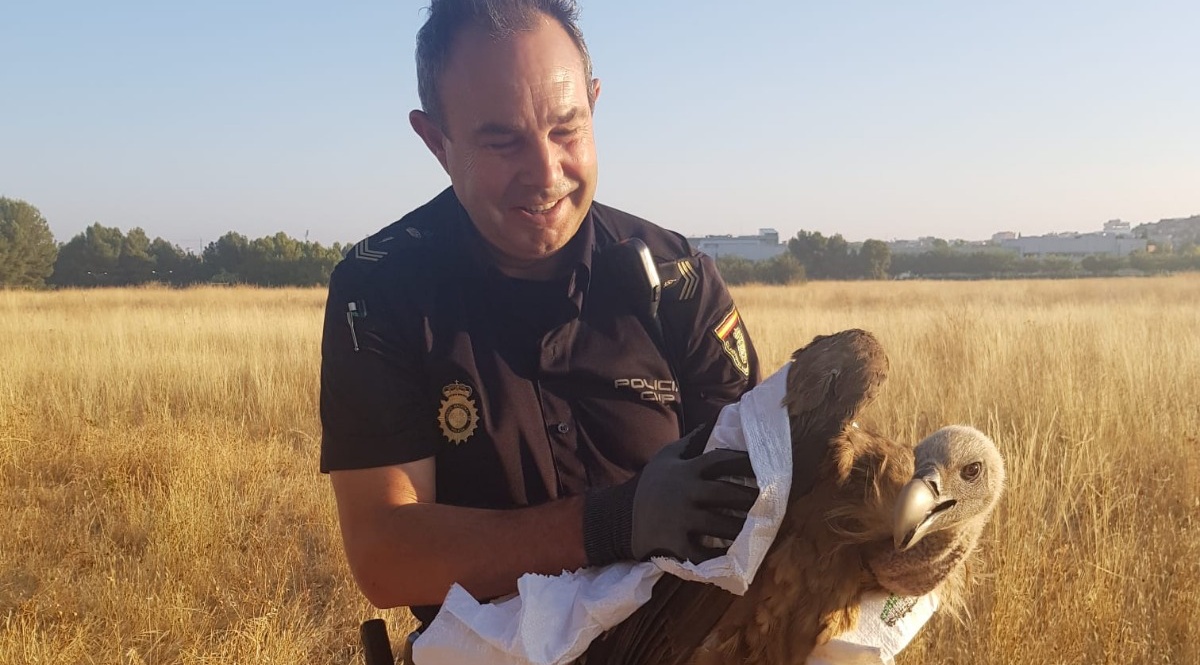 Salvan a este buitre en Albacete / Imagen: Policía Nacional