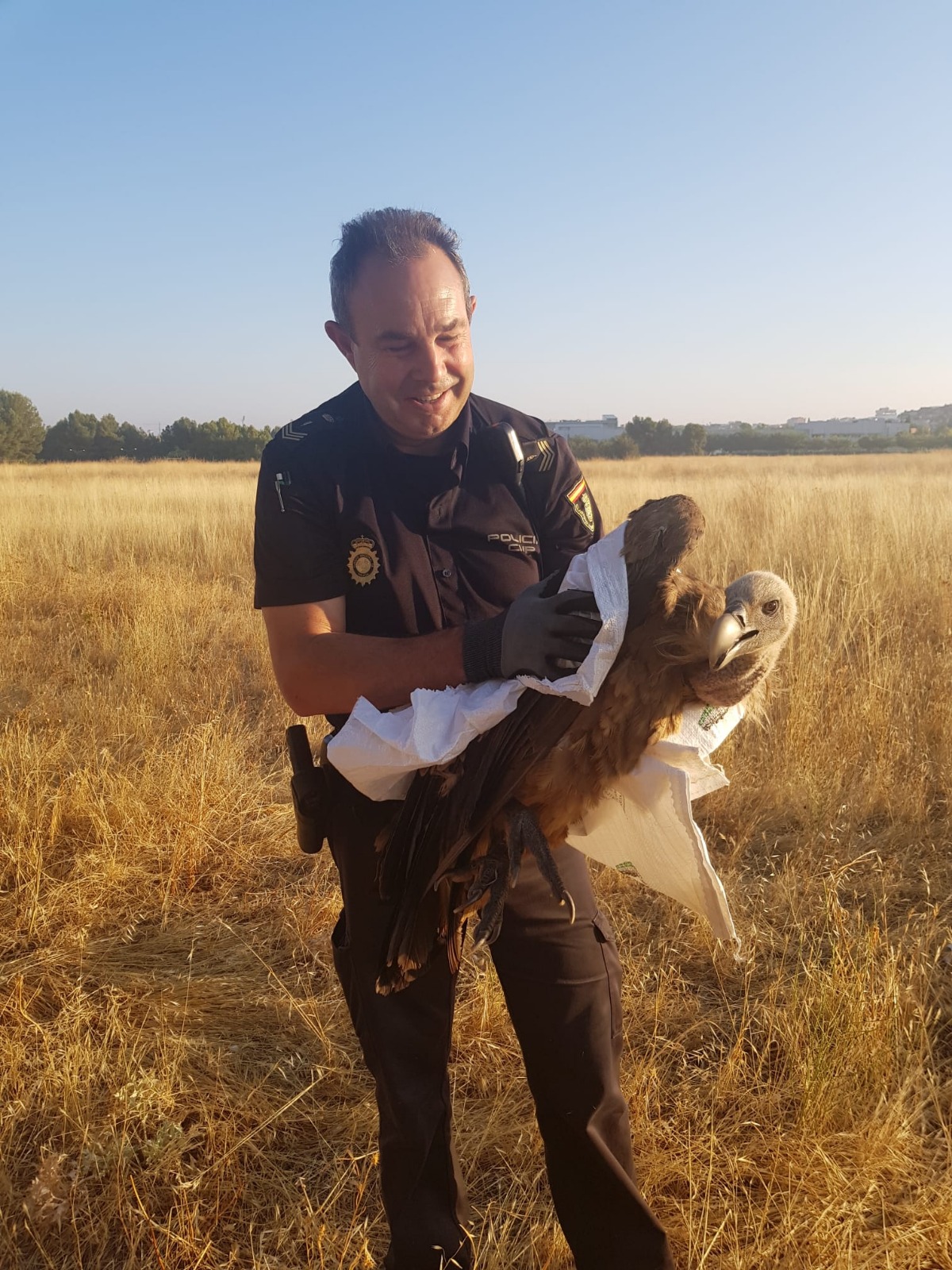 Salvan a este buitre en Albacete / Imagen: Policía Nacional
