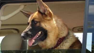 Viajar con mascotas/ Foto de archivo ICOVV/ Europa Press