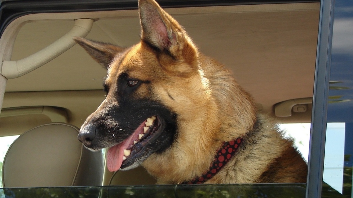 Viajar con mascotas/ Foto de archivo ICOVV/ Europa Press