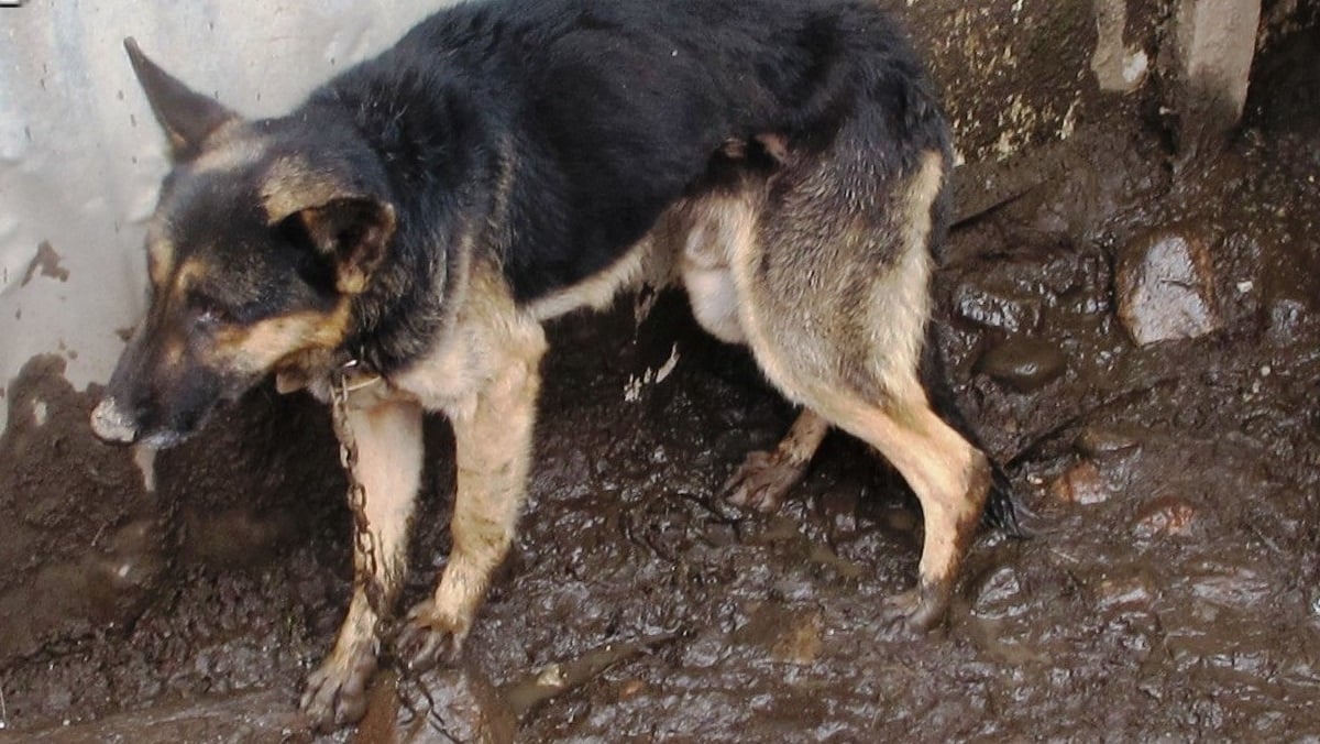 Foto de archivo de un perro maltratado