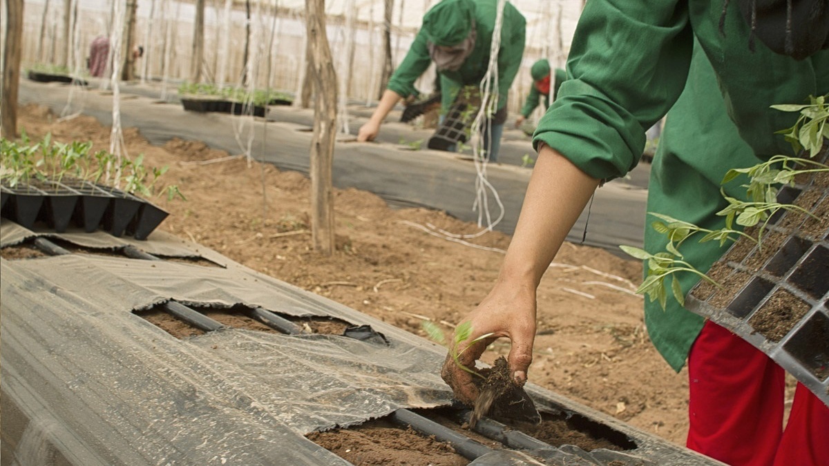 Trabajadores extranjeros / Imagen. de archivo/ MINISTERIO