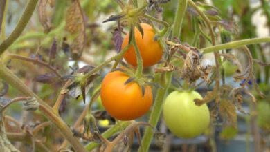 El híbrido entre tomate y azafrán nace en Albacete con multitud de propiedades