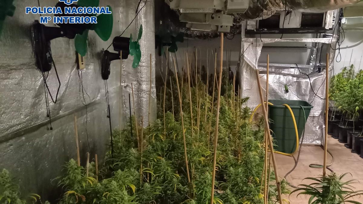 Cultivo marihuana en Talavera / Policía Nacional