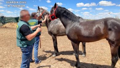 Guardia Civil - Caballos - Foto de archivo