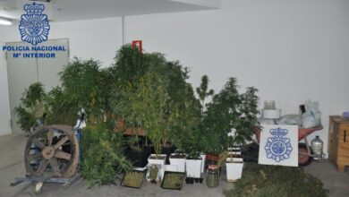 Policía Nacional incautó 32 plantas de marihuana y casi 4 kilos de cogollos / Foto: Policía Nacional
