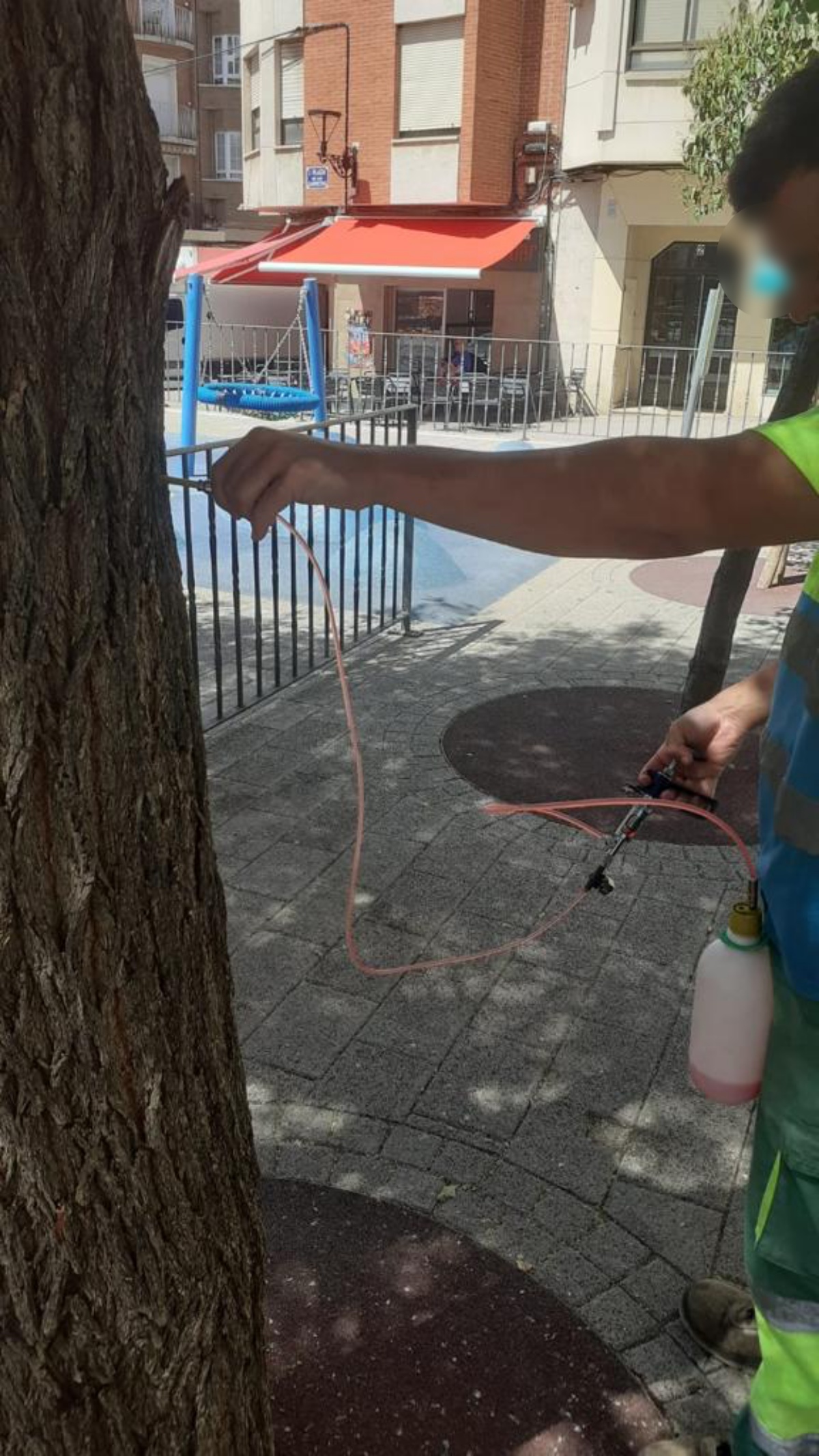 Tratamiento de endoterapia contra la galeruca en Albacete / Imagen: Ayto Albacete