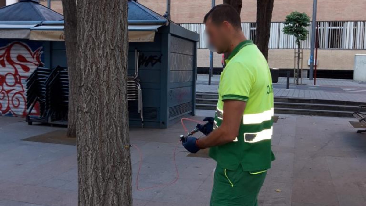 Tratamiento de endoterapia contra la galeruca en Albacete / Imagen: Ayto Albacete