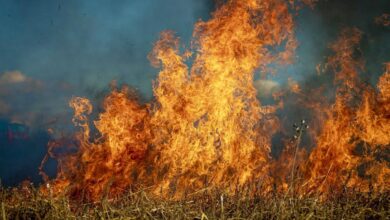 Incendio forestal - Foto de archivo