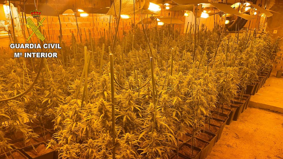 Desarticulado en Castilla-La Mancha un laboratorio de marihuana con casi 800 plantas / Foto: Guardia Civil
