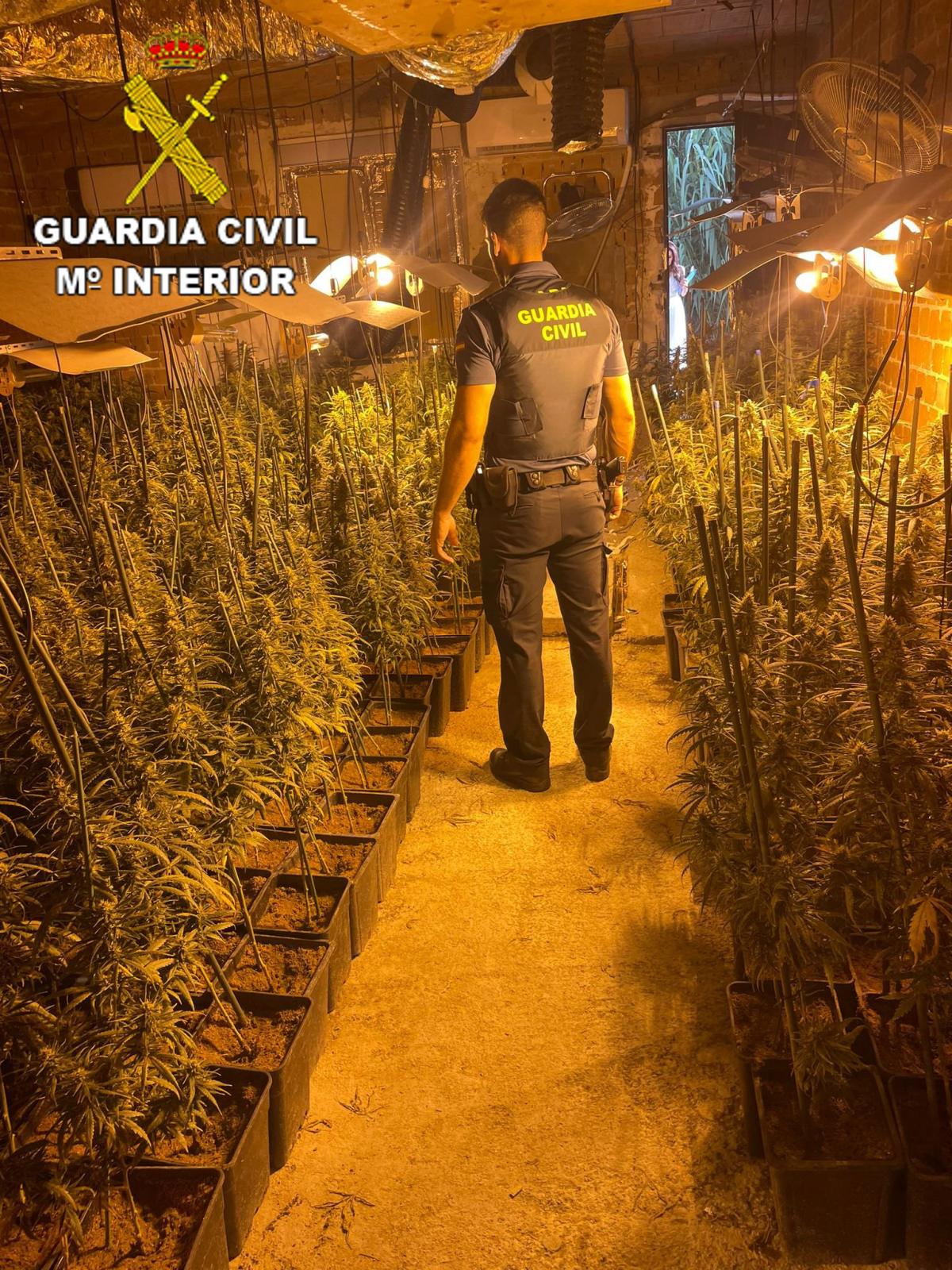 Desarticulado en Castilla-La Mancha un laboratorio de marihuana con casi 800 plantas / Foto: Guardia Civil