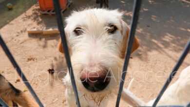 Un perro abandonado en Albacete / Foto de archivo
