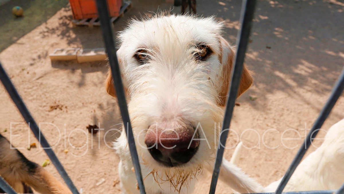 Un perro abandonado en Albacete / Foto de archivo