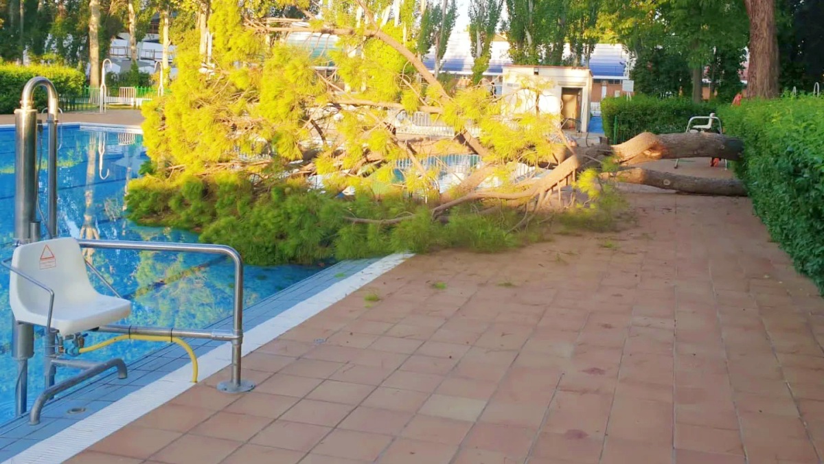 Árbol caído en una piscina municipal de Albacete