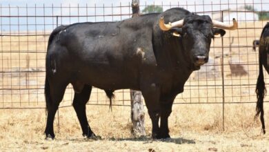 Toro / Foto de archivo / Castilla-La Mancha