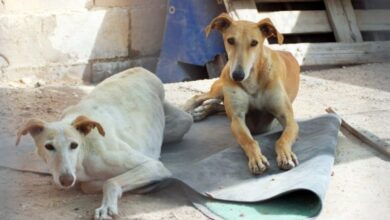 Ana y Blanca, dos de los animales desparecidos en la provincia de Albacete / Imagen: Albergue 'La Esperanza' Villarrobledo