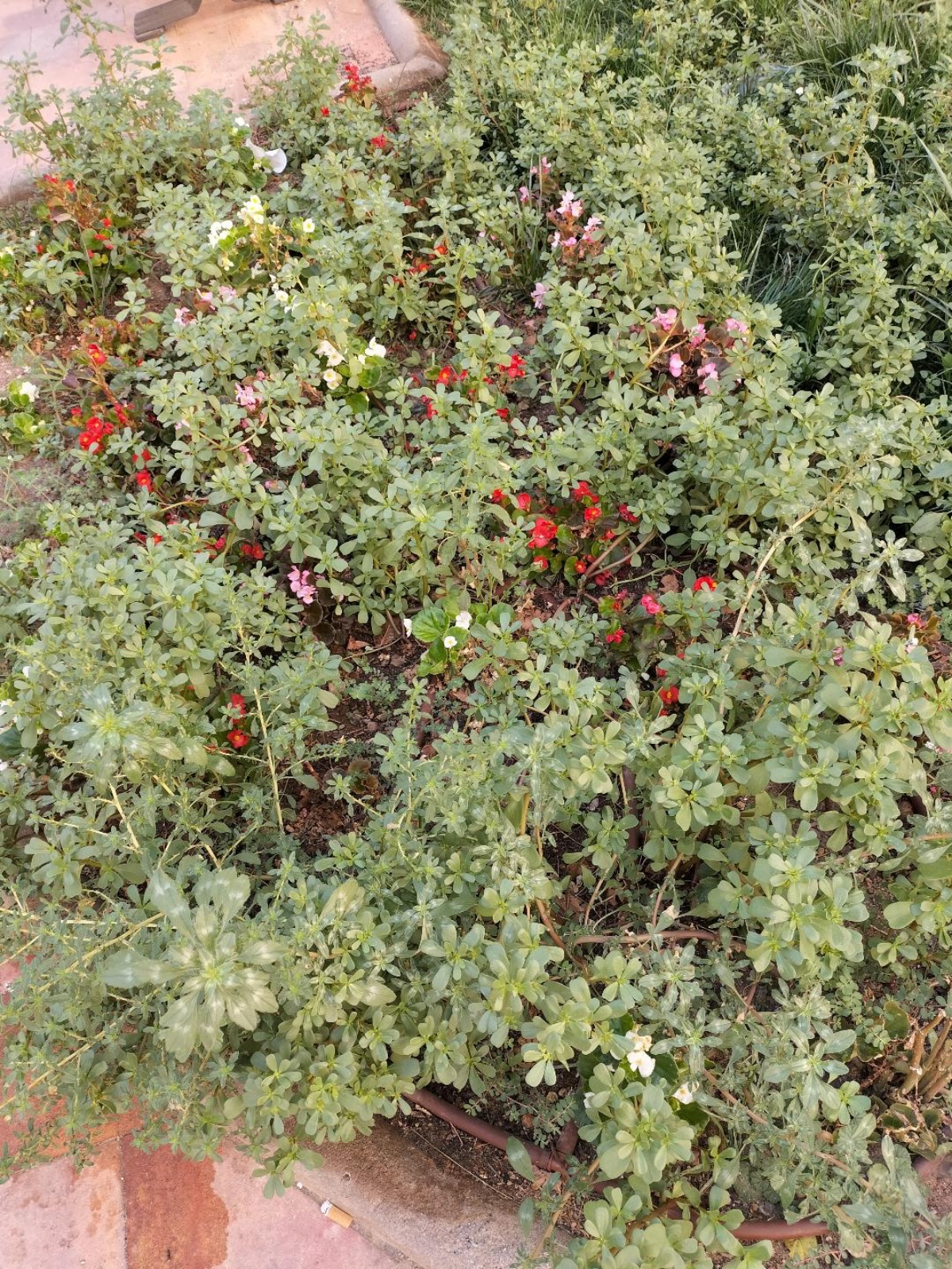 Jardín ubicado en la confluencia de la calle Miguel López de Legazpi y la Avenida de la Guardia Civil en Albacete