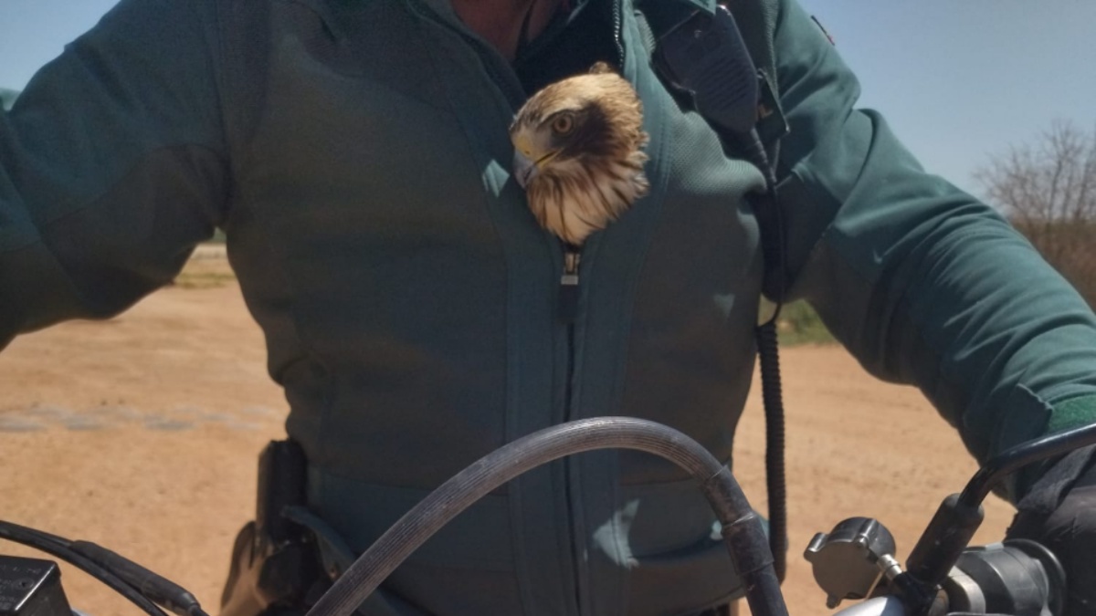 Águila rescatada por efectivos del SEPRONA en Albacete / Imagen: Guardia Civil de Albacete